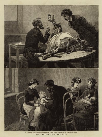 Vaccination from the Calf by Charles J. Staniland